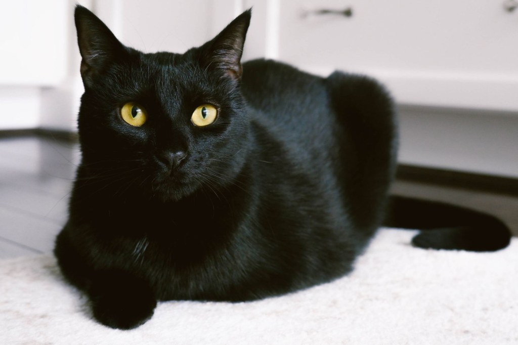 Picture of: Bombay: Cat Breed Profile, Characteristics & Care