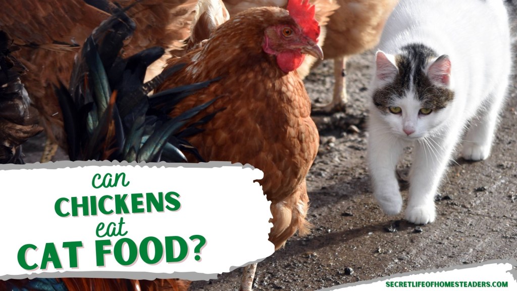 Picture of: Can Chickens Eat Cat Food? : Secret Life of Homesteaders
