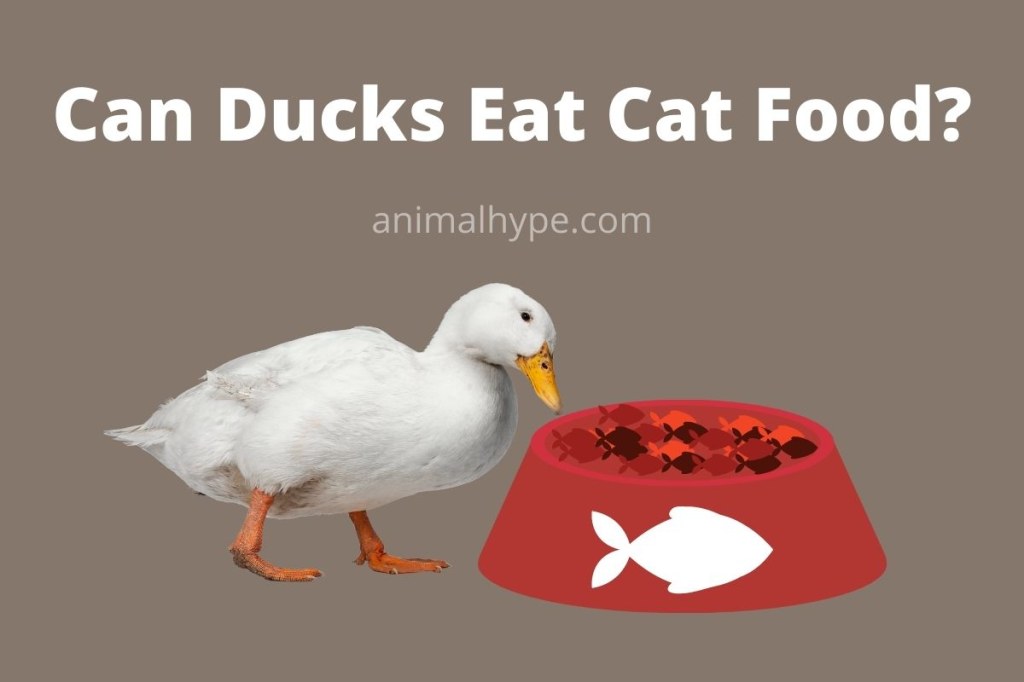 Picture of: Can Ducks Eat Cat Food? – Animal Hype