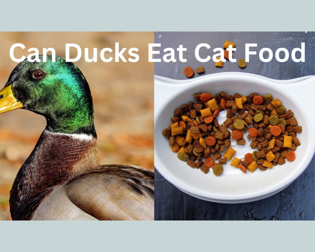 Picture of: Can Ducks Eat Cat Food? The Verdict Is In – PlantNative