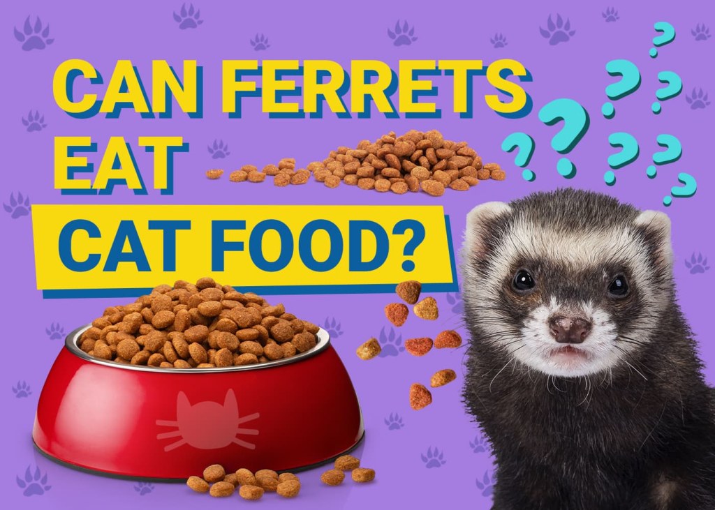 Picture of: Can Ferrets Eat Cat Food? What You Need to Know!  Pet Keen