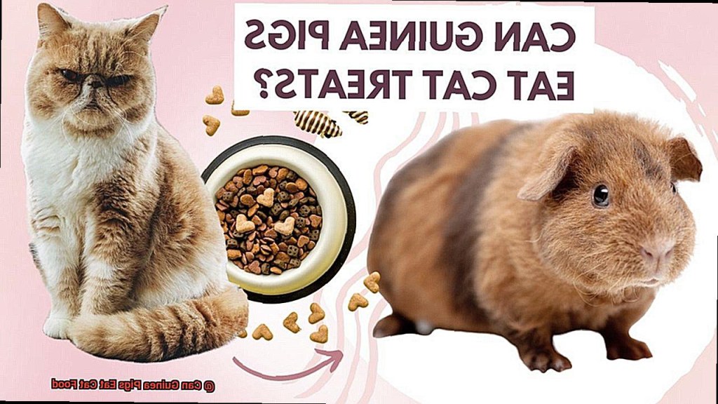 Picture of: Can Guinea Pigs Eat Cat Food? – Cats