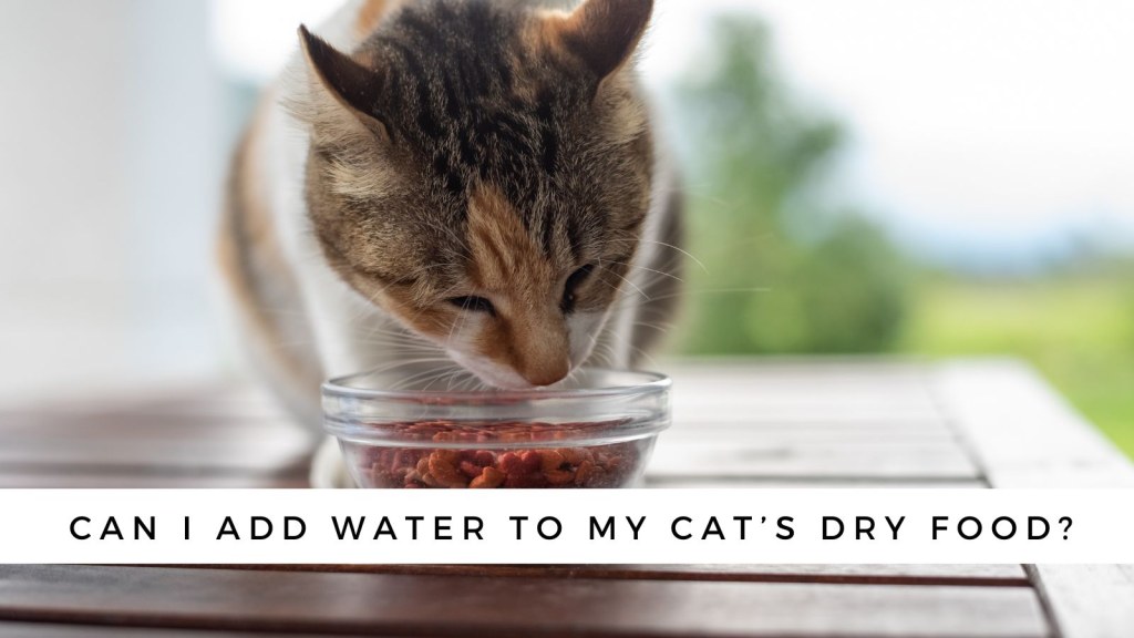 Picture of: Can I Add Water to My Cat’s Dry Food? – CatTipper