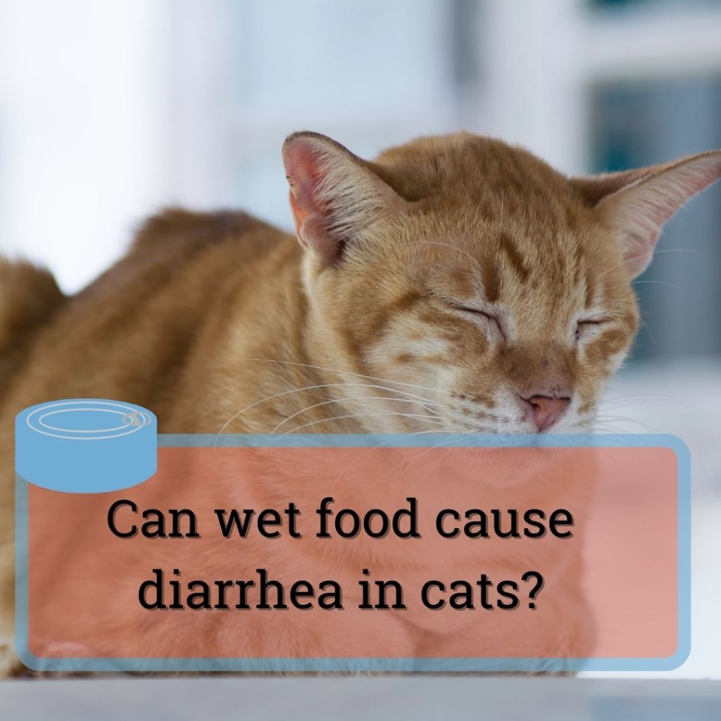 Picture of: Can Wet Food Cause Diarrhea In Cats? What You Need To Know