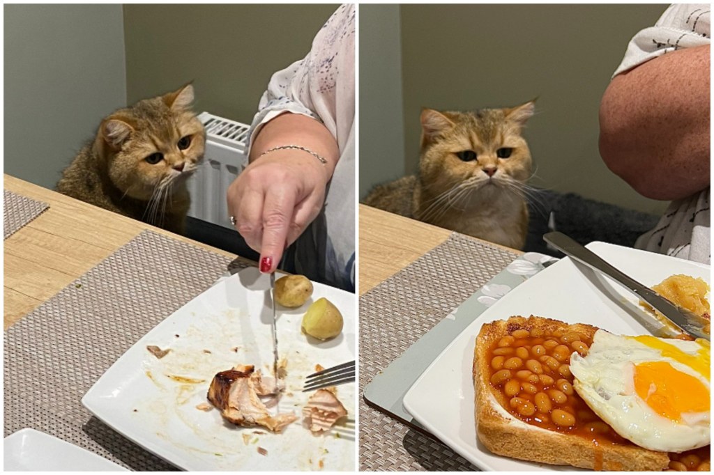 Picture of: Cat’s Hilariously Sad Expressions at Being ‘Excluded From Dinner