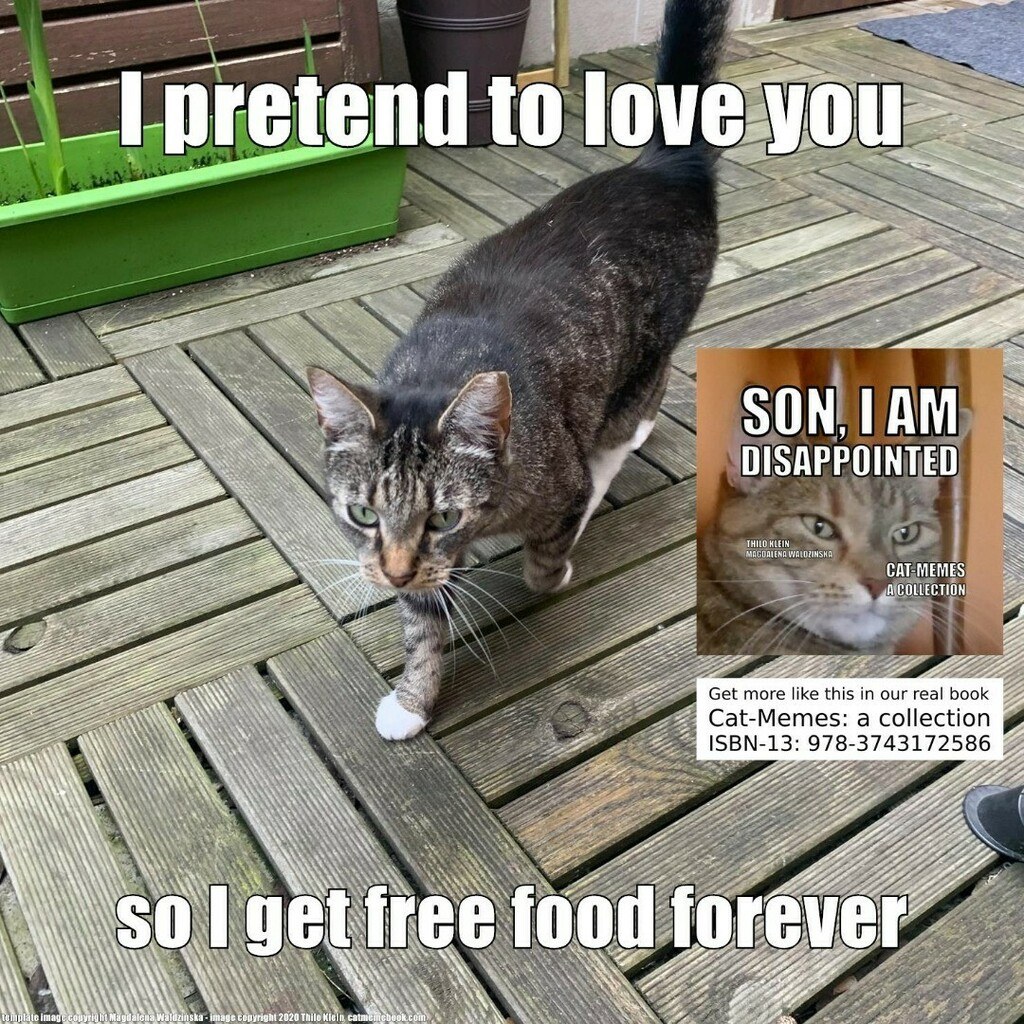 Picture of: free food forever [cat memes] : r/Catmemes