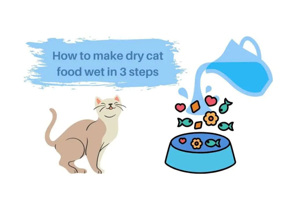 Picture of: How to make dry cat food wet in  steps – petrestart