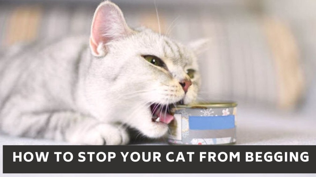 Picture of: How to stop your cat from begging  How to stop your cat from begging for  food
