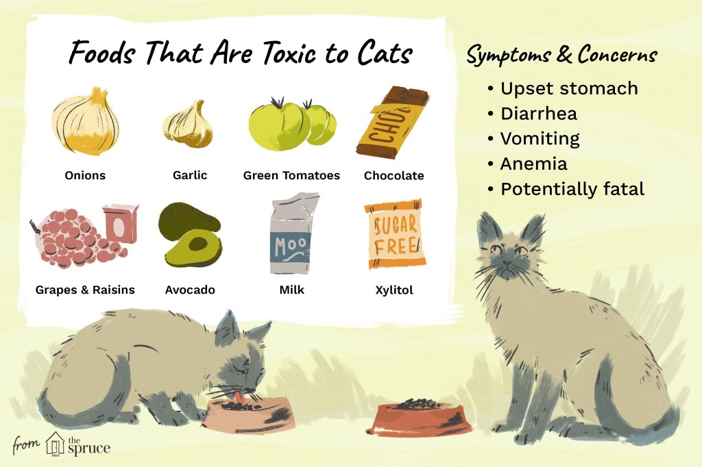 Picture of: Human Foods That Are Poisonous to Cats
