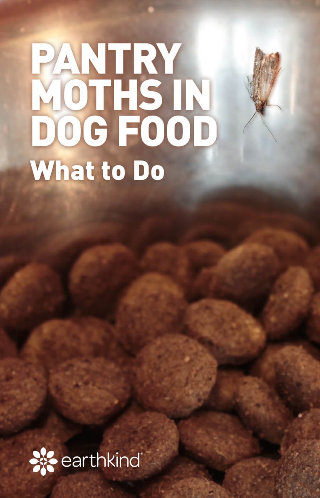 Picture of: Pantry Moths in Dog Food or Pet Food Bag? What To Do