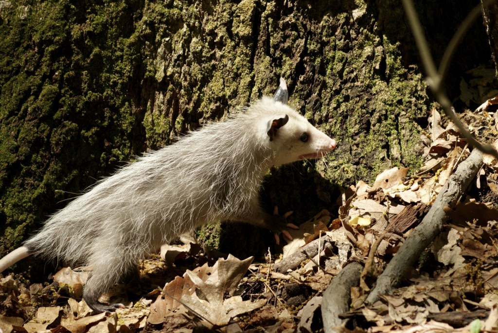 Picture of: The Truth About Opossums – City Wildlife