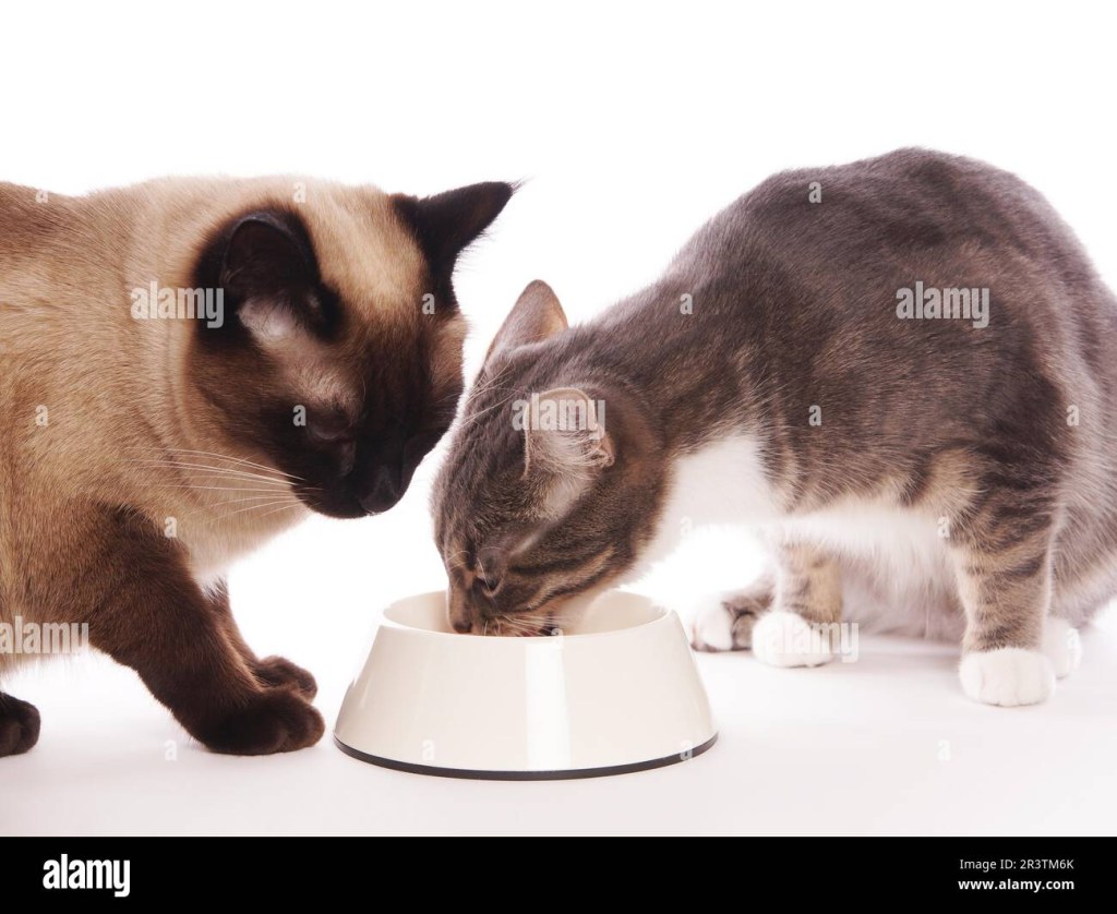Picture of: two domestic cats eating from same feeding bowl sharing cat food