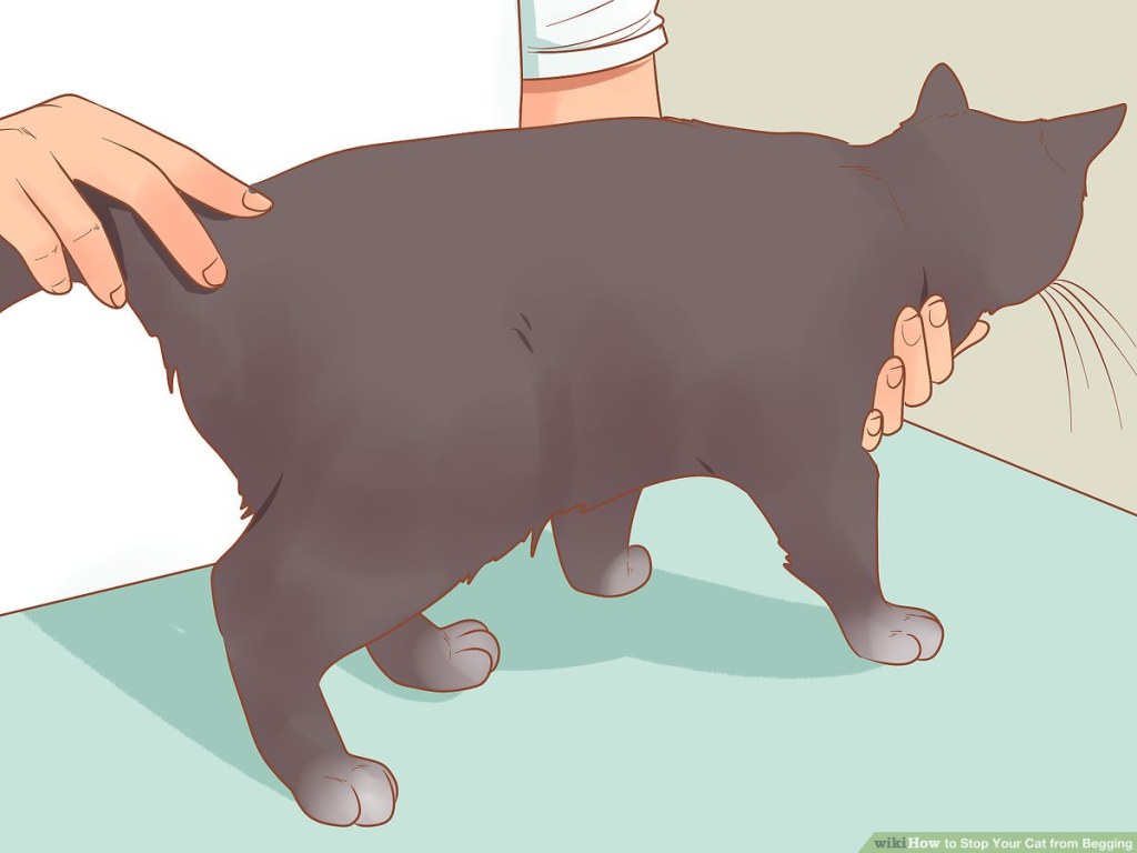 Picture of: Ways to Stop Your Cat from Begging – wikiHow Pet