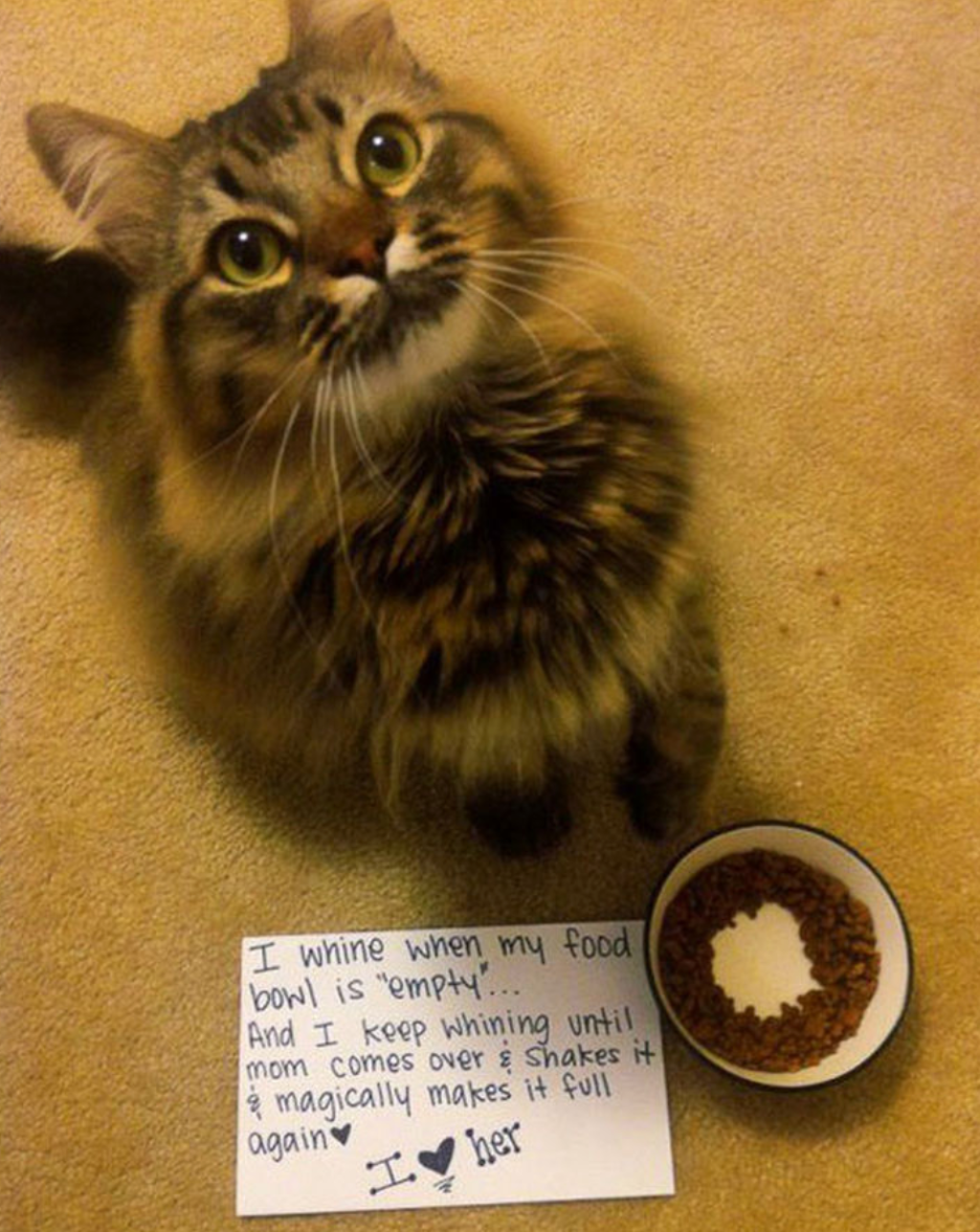 Picture of: Why Do Cats Always Think Their Food Bowls Are Empty? – Meowingtons