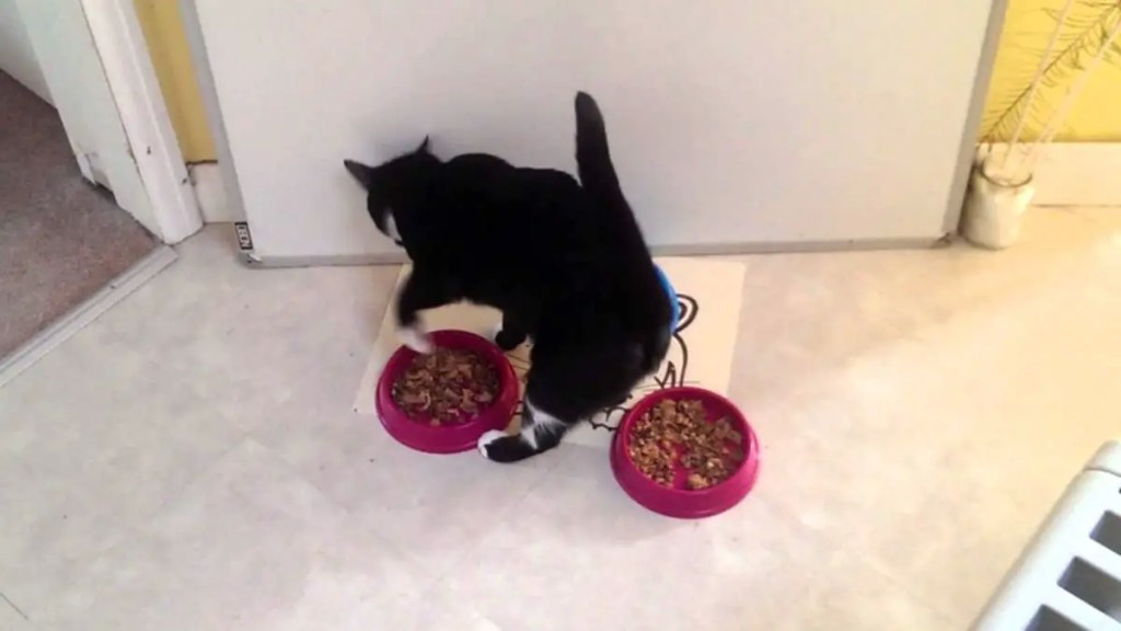 Picture of: Why do cats pretend to bury food (even after they ate it?) – Lotto